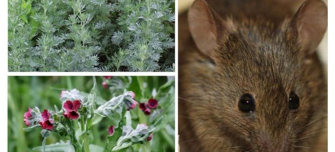Remèdes populaires pour les souris