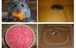 Comment faire sortir les souris du garage