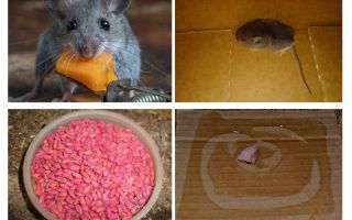 Comment faire sortir les souris du garage