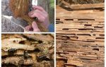 Comment traiter les scolytes sur les arbres fruitiers