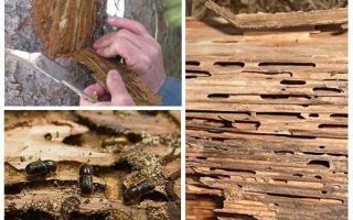Comment traiter les scolytes sur les arbres fruitiers