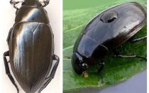 Comparaison de deux espèces de coléoptères d'origine hydrique à franges et aquatiques