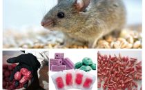 Poison pour rats et souris