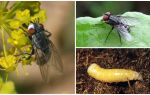 Description et photo d'une mouche de viande (mortel)