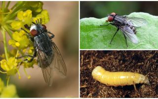 Description et photo d'une mouche de viande (mortel)