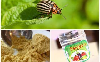 Moutarde et vinaigre contre le doryphore: proportions et commentaires