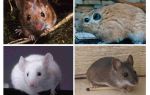 La plus grande souris du monde