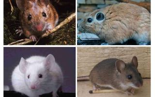 La plus grande souris du monde