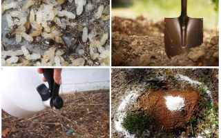 Comment faire sortir les fourmis des remèdes traditionnels