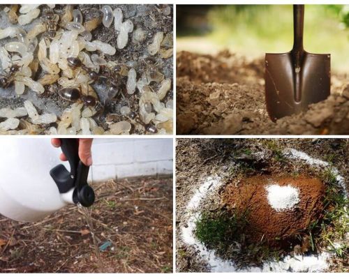 Comment faire sortir les fourmis des remèdes traditionnels