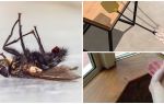 Comment tuer rapidement une mouche