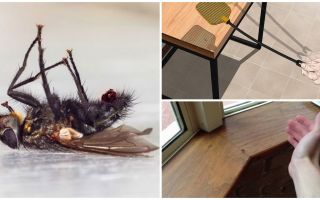 Comment tuer rapidement une mouche