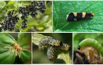 Comment se débarrasser des chenilles sur les groseilles