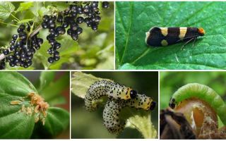 Comment se débarrasser des chenilles sur les groseilles