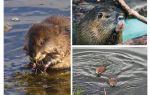 Rats d'eau