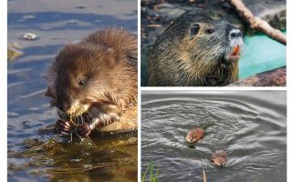 Rats d'eau