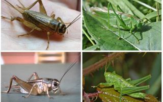 Différences cricket et sauterelle