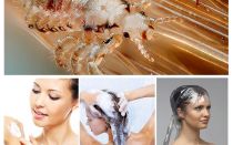Shampooings Pédiculose pour enfants et adultes
