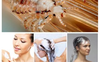 Shampooings Pédiculose pour enfants et adultes