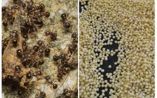 Millet contre les fourmis dans le pays