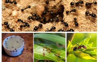 De quoi les fourmis ont peur