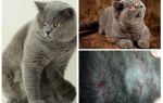 Comment attraper une puce d'un chat britannique