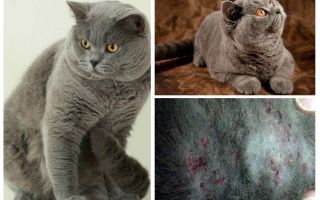 Comment attraper une puce d'un chat britannique