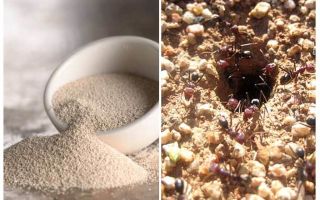 Levure contre les fourmis dans le pays