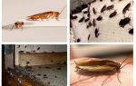 Pourquoi rêve écraser des cafards dans un rêve