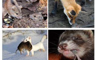 Qui mange des souris