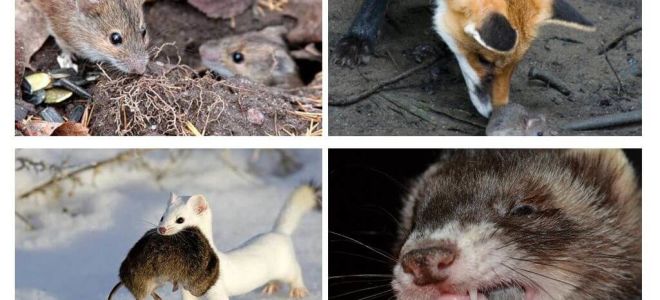 Qui mange des souris