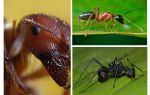 Les fourmis