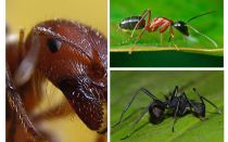 Les fourmis