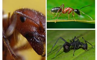 Les fourmis