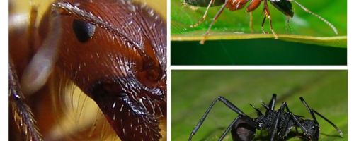 Les fourmis