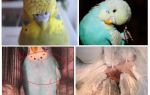 Les puces chez les perruches