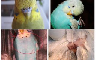 Les puces chez les perruches