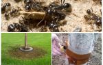 Fourmis pièges dans les arbres avec leurs propres mains
