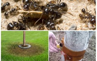Fourmis pièges dans les arbres avec leurs propres mains