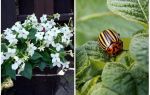 Tabac parfumé contre le doryphore de la pomme de terre