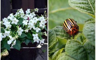 Tabac parfumé contre le doryphore de la pomme de terre