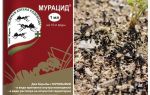 Fourmis muracid