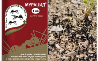 Fourmis muracid