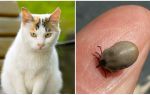 Que faire si un chat est mordu par une tique