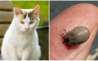Que faire si un chat est mordu par une tique