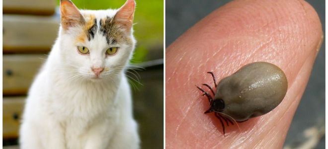 Que faire si un chat est mordu par une tique
