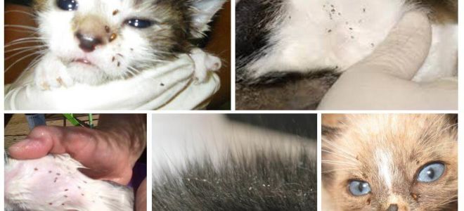 Comment éliminer les puces chez un chat allaitant et des chatons nouveau-nés