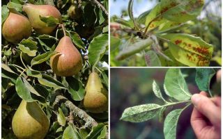 Comment se débarrasser des pucerons sur poire