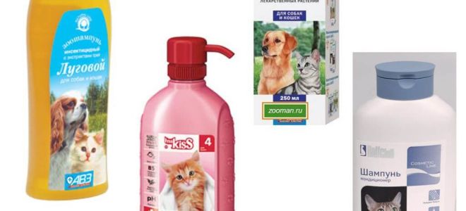 Examen des moyens les plus efficaces de puces pour les chats