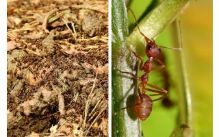 Qu'est-ce que les fourmis utiles